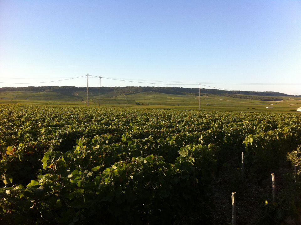 La vigne