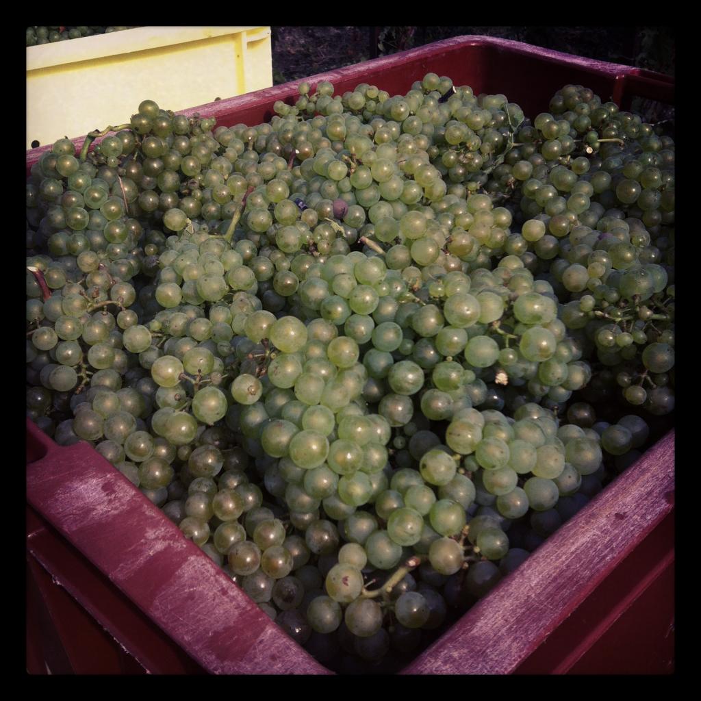 Des chardonnais fraichement cueillis