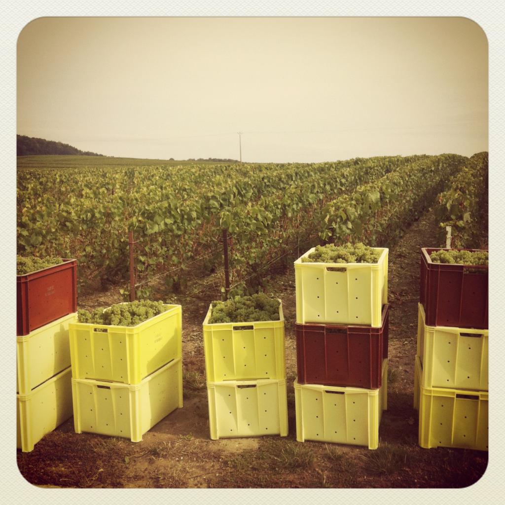 Les caisses aux pieds des vignes