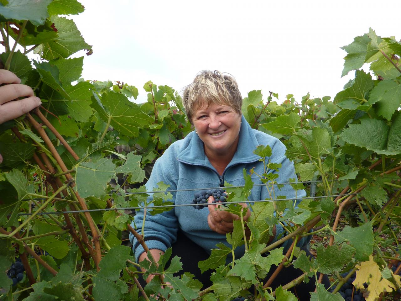 Ma femme Béatrice cueillant le raisin