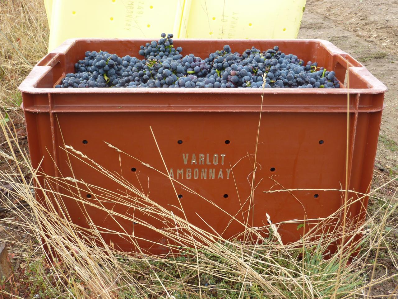 Une caisse de Pinot Noir