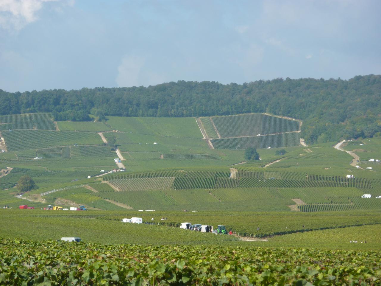 Ambonnay au rythme des vendanges