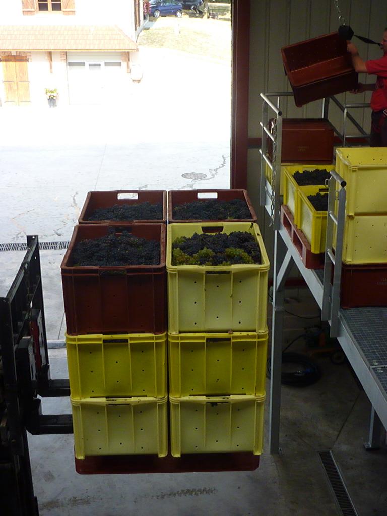 L'arrivée des paniers au pressoir