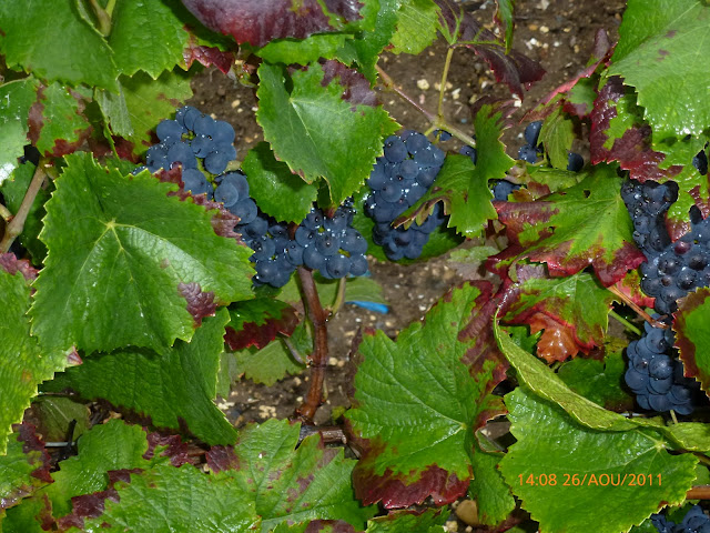 VENDANGE 2011